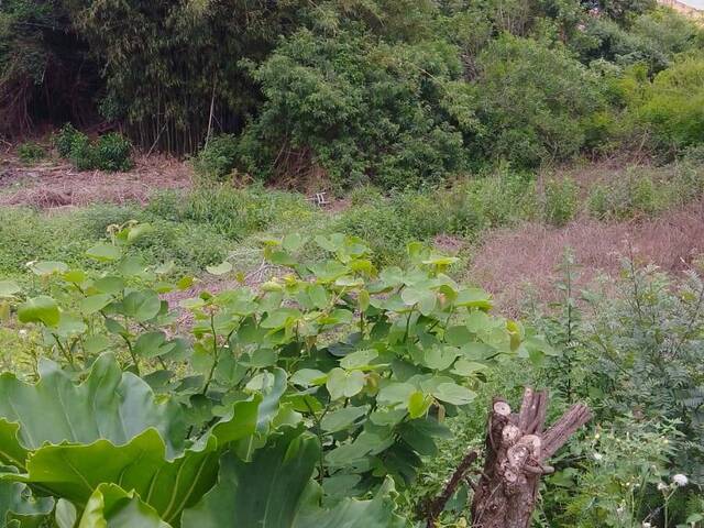 #TO-0103 - Terreno para Venda em Santana do Livramento - RS - 2