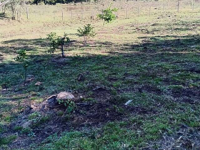 Área para Venda em Santana do Livramento - 4