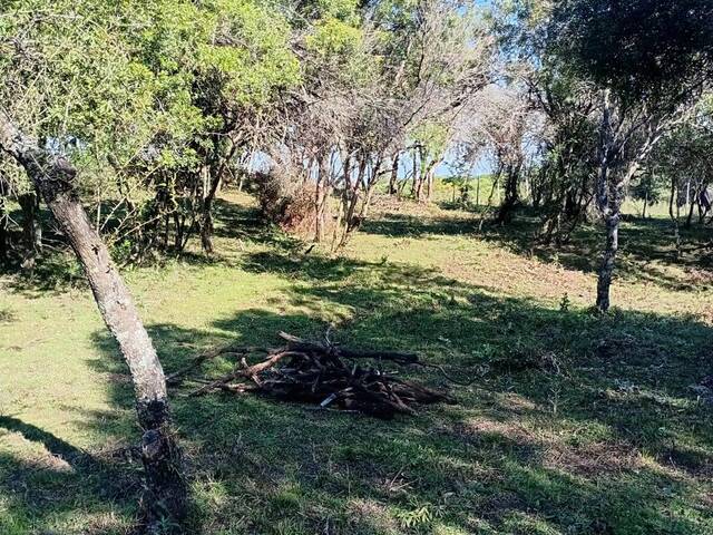 #TO-0108 - Área para Venda em Santana do Livramento - RS - 3