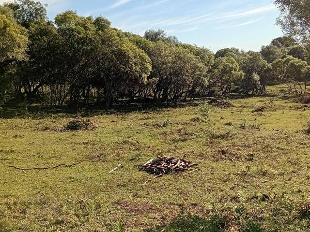 Área para Venda em Santana do Livramento - 4